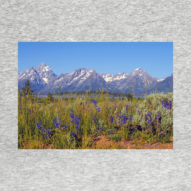 Summer came to Grand Teton by algill